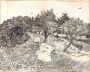 Olive Trees, Montmajour